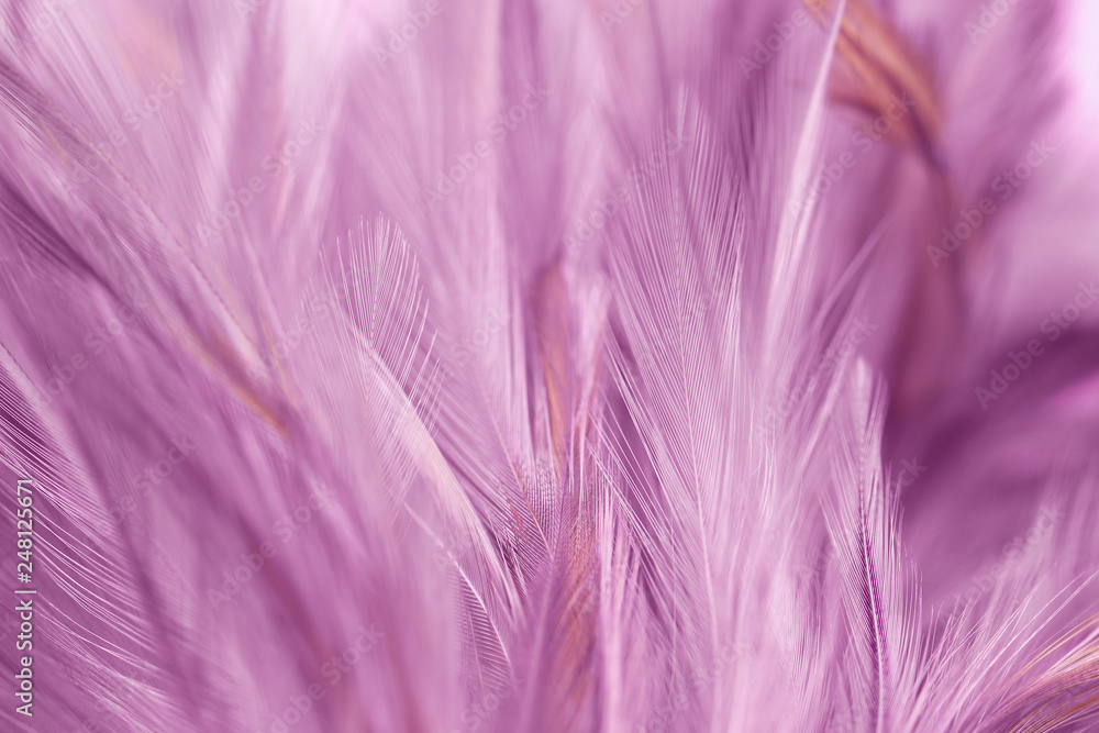 Fototapeta premium Purple chicken feathers in soft and blur style for background