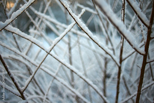 Close up of branches covered in a thin layer of snow in winter