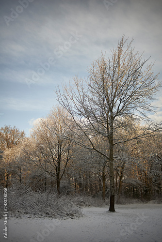 Winter landscape in the Netherlands