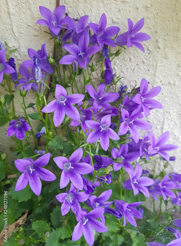 Dalmatiner Glockenblume, Campanula, portenschlagiana photo