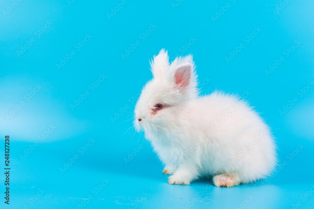 Happy Easter Day. White rabbit on blue background. Cute White baby bunny on blue background. Happy Easter Day. White rabbit on blue background. Cute White baby bunny on blue background.