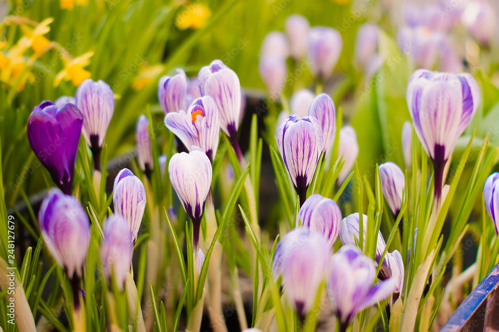 art Beautiful Spring Flowers art Beautiful Spring Flowers