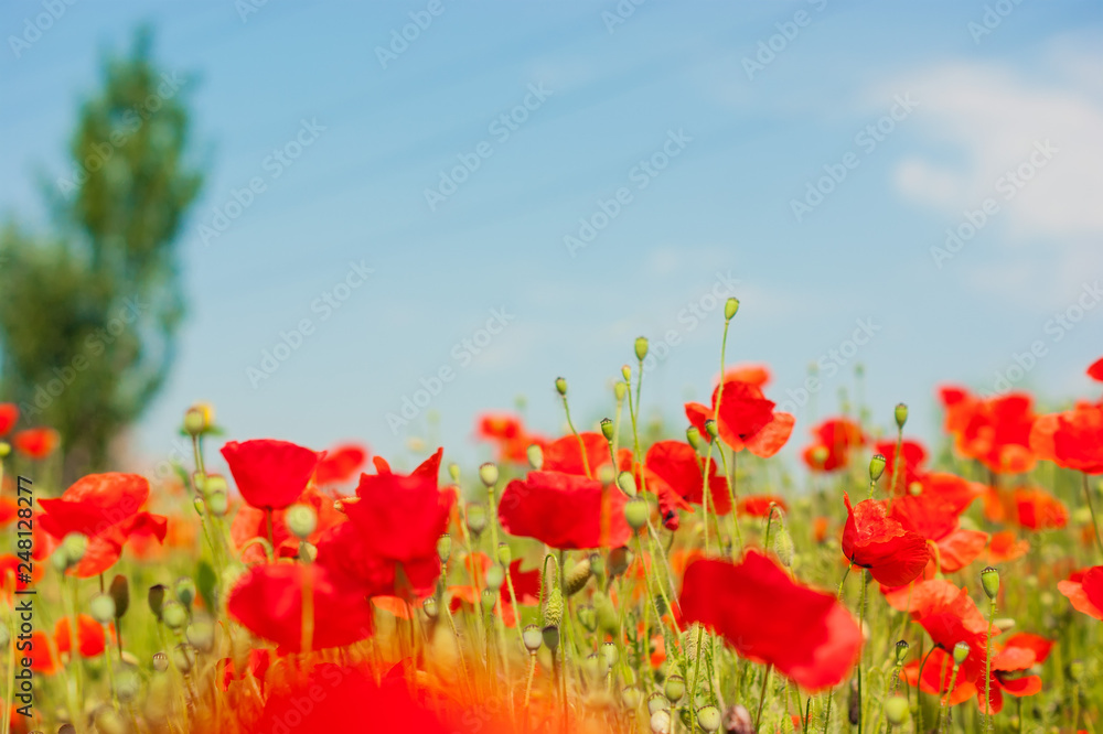 Naklejka premium art Beautiful Spring Flowers