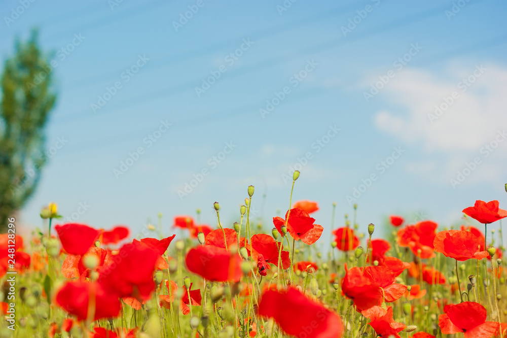 Naklejka premium art Beautiful Spring Flowers