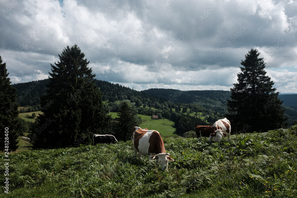 Panoramic view of the mountains at the aulxures sur moselotte Panoramic view of the mountains at the aulxures sur moselotte