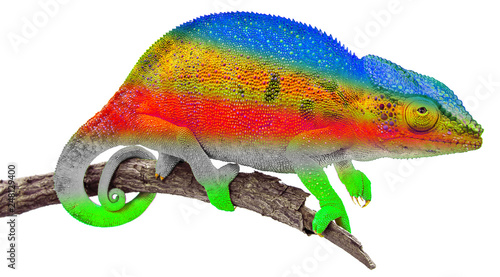 Caméléon aux couleurs des Seychelles 