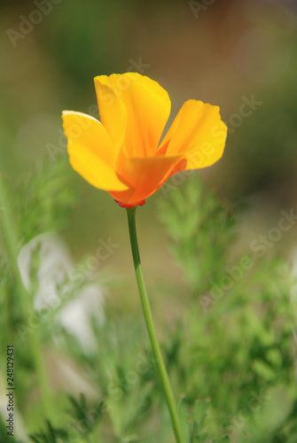 Eschscholzia flower on a sunny green filed