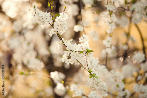 Blossom tree over nature background/ Spring flowers/Spring Background © Mariia