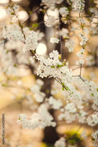 Blossom tree over nature background/ Spring flowers/Spring Background