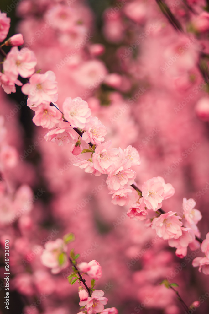 Blossom tree over nature background/ Spring flowers/Spring Background Blossom tree over nature background/ Spring flowers/Spring Background