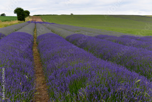 Lavendel  Lavandula sp.   Lavendelfeld  bl  hend  England  Gro  britannien  Europa