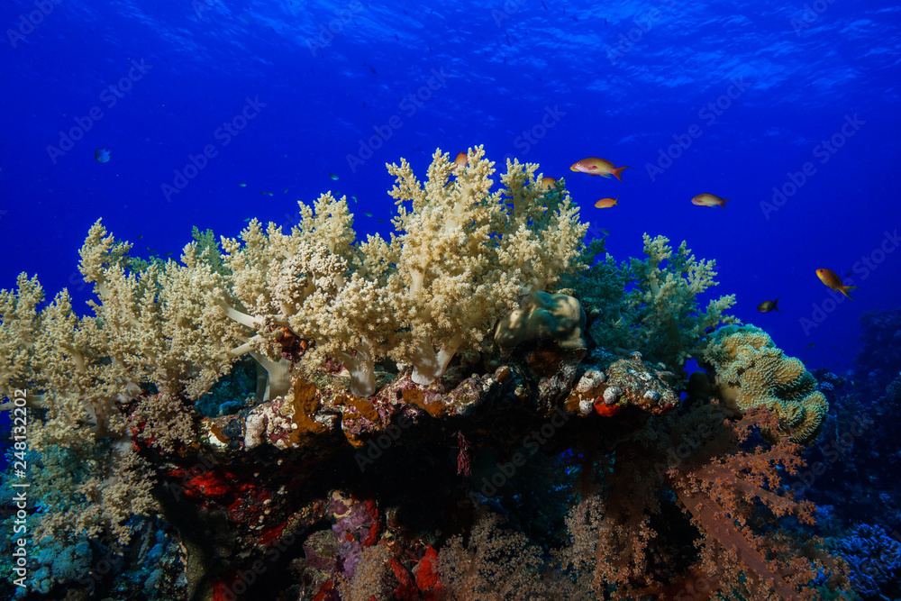 Coral reef at the Red Sea Egypt Coral reef at the Red Sea Egypt