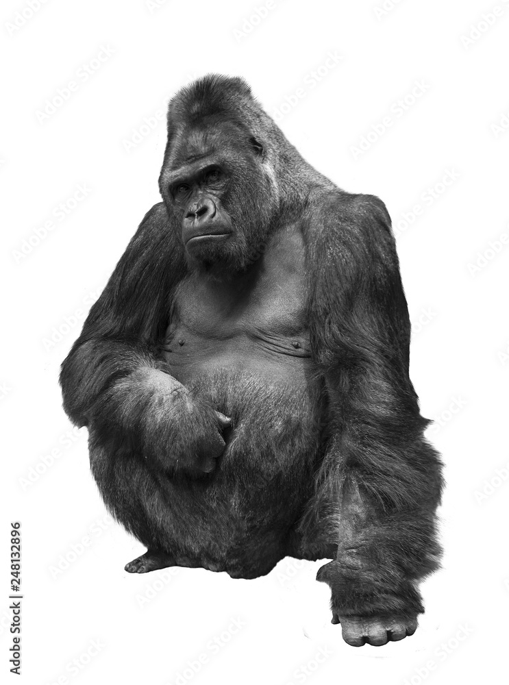 Gorilla, the family of primates on white isolated background Gorilla, the family of primates on white isolated background