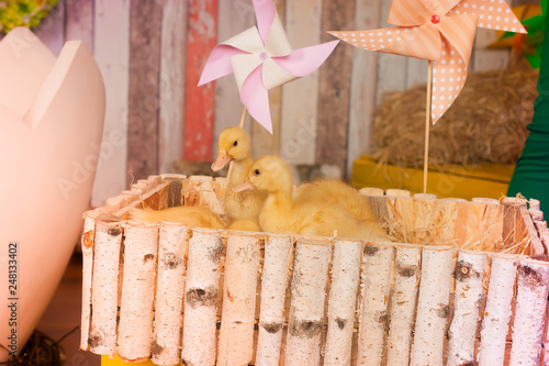 Easter decoration with spring flowers, narcissus blooms. Spring flowers in pots in the garden. Easter Sunday. Happy Easter photo