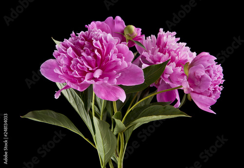 peonies flowers isolated on black background