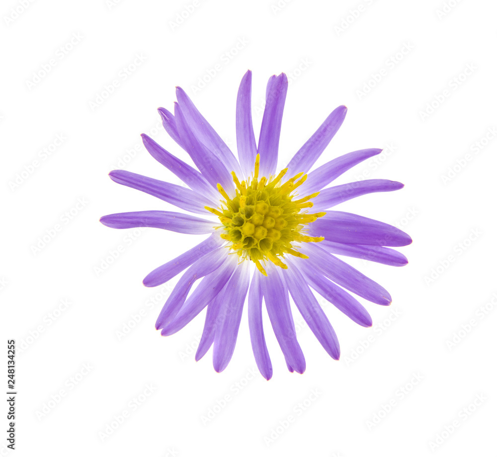 alpine aster isolated on white background alpine aster isolated on white background