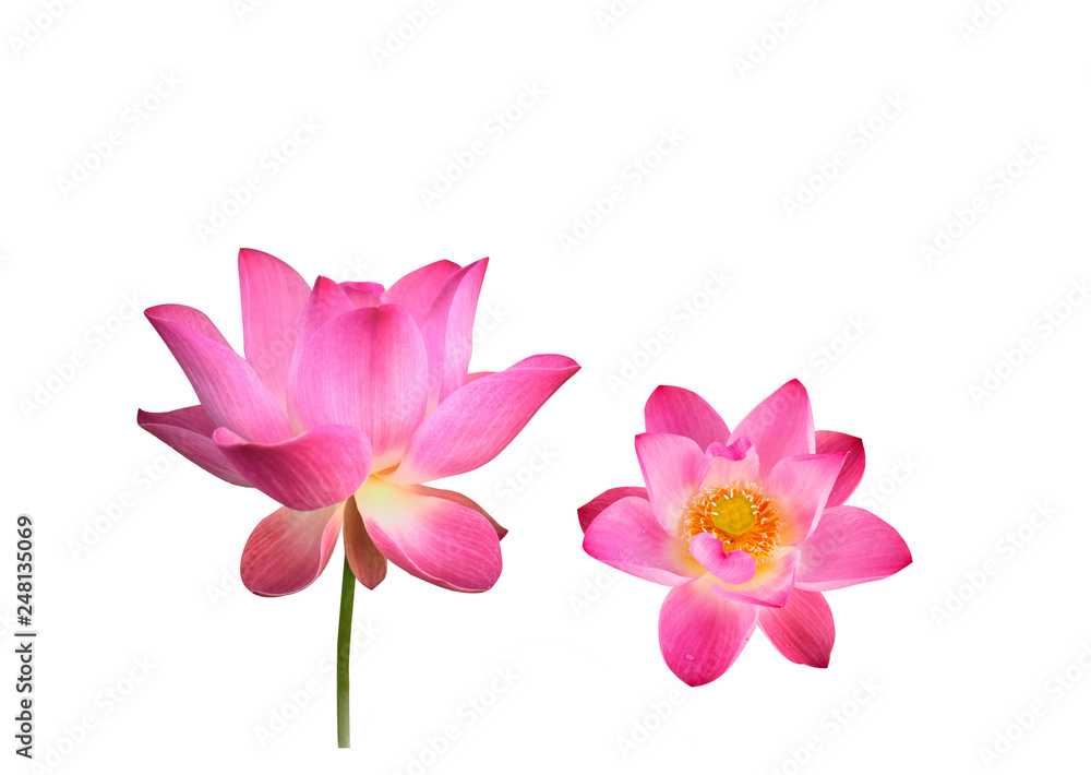 lotus flower on white background lotus flower on white background