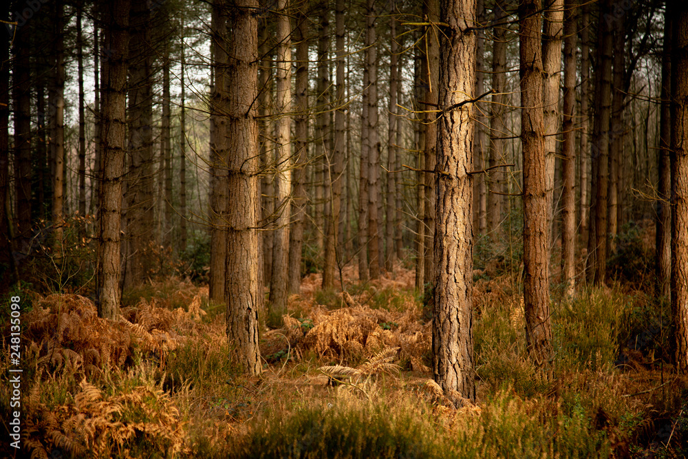 Obraz premium pine forest trunks in sunlight 