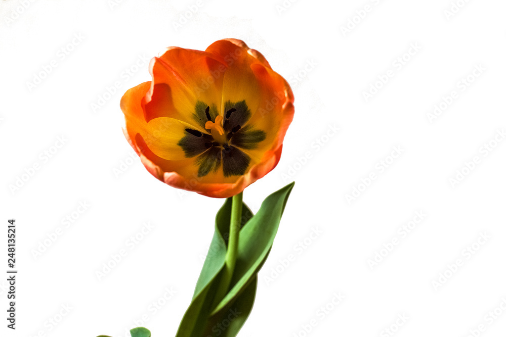 Spring flower, opened red tulip on white background Spring flower, opened red tulip on white background