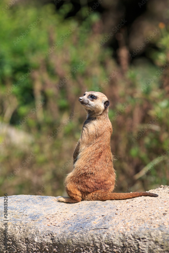 Fototapeta premium ミーアキャットのポートレート