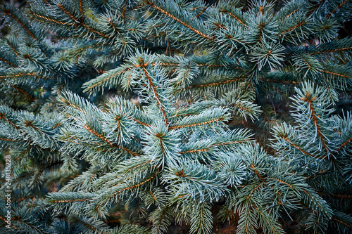 Picea pungens Hoopsii blue spruce. Selective focus. Silvery needles with magic raindrops on the tips of Picea pungens Hoopsii. Close-up in natural sunlight. Place for your text. photo