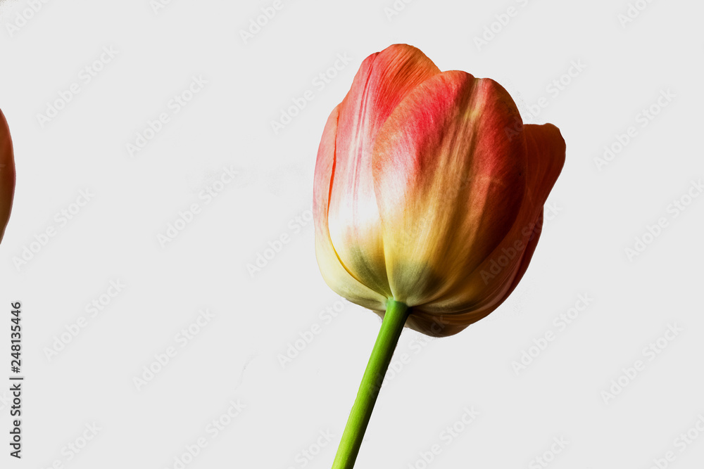 Spring flower, red tulip on a white background Spring flower, red tulip on a white background