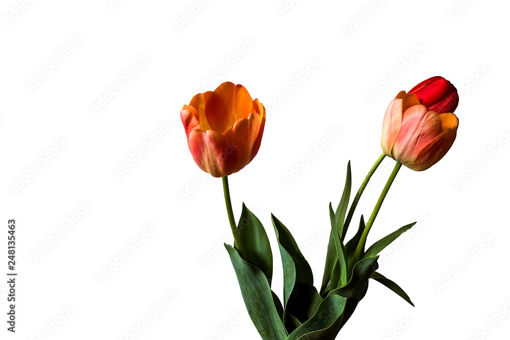Spring flowers, three red tulips on white background Spring flowers, three red tulips on white background