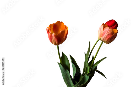 Spring flowers  three red tulips on white background