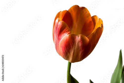 Spring flower  red tulip on a white background