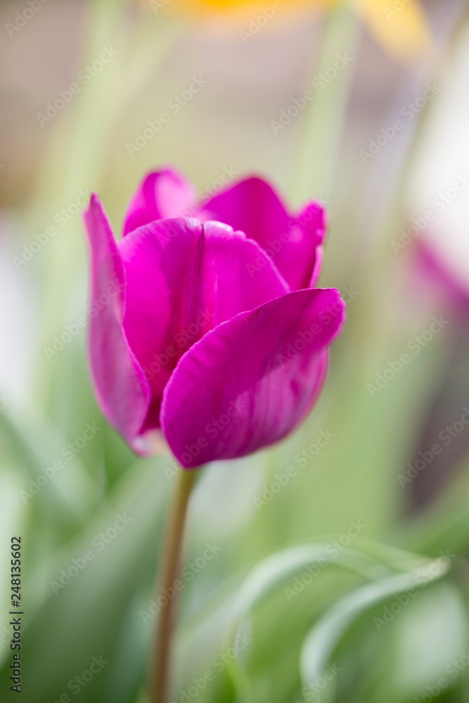 Naklejka premium チューリップの花 春イメージ