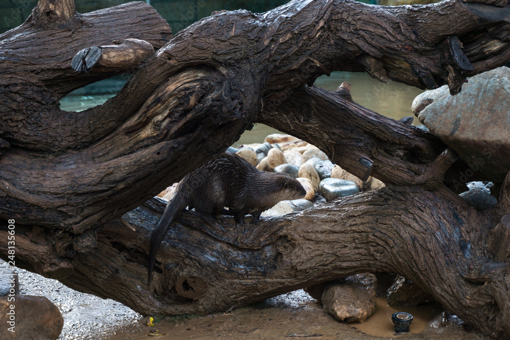 Little otter in zoo park on wooden surface , climbing