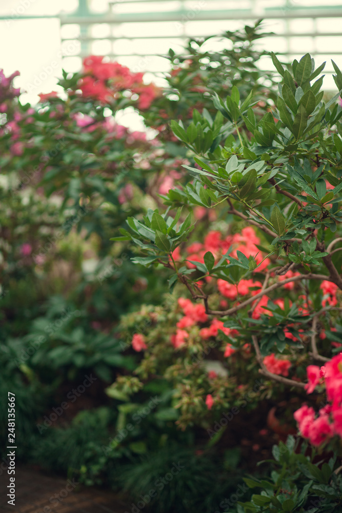 Nature garden with flowers, rose, lily, ets