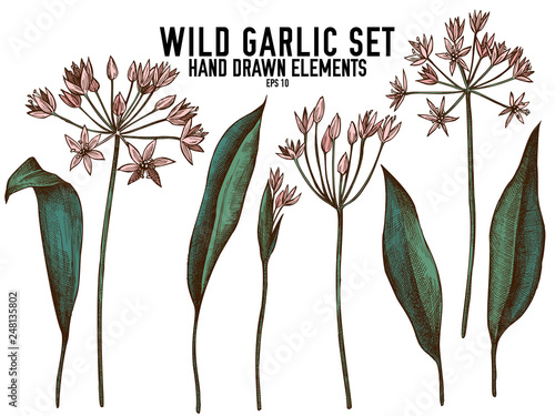 Vector collection of hand drawn colored  wild garlic