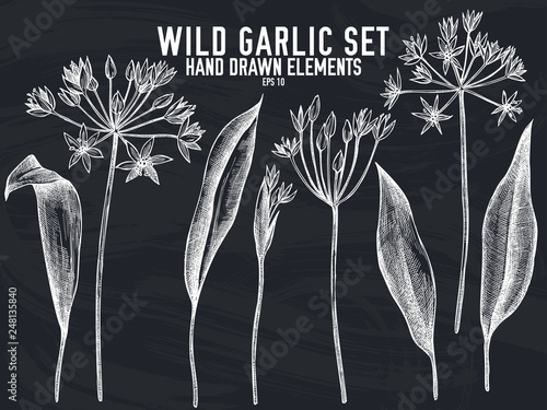 Vector collection of hand drawn chalk wild garlic