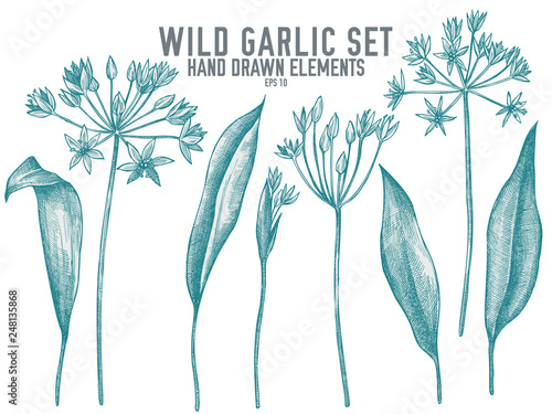 Vector collection of hand drawn pastel wild garlic