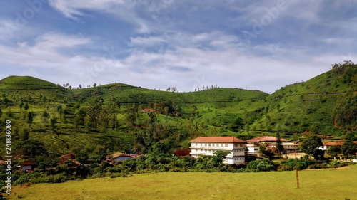 tea fields plantation in india munnar