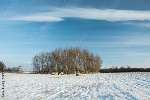 Small grove and field covered with snow, white cloud on blue sky © darekb22