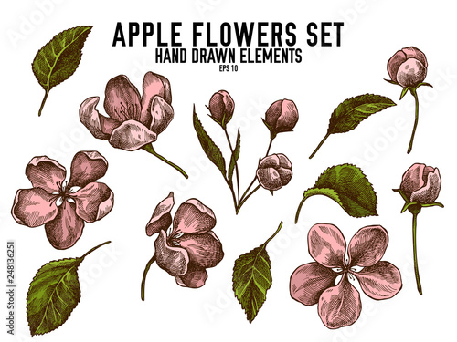 Vector collection of hand drawn colored  apple flowers