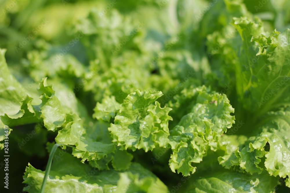 Green salad leaves background in garden Green salad leaves background in garden