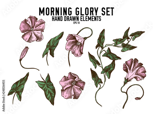 Vector collection of hand drawn colored  morning glory