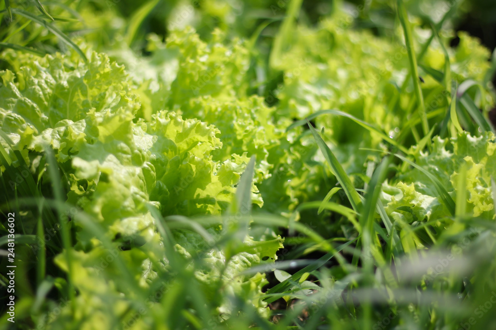 Green salad leaves background in garden Green salad leaves background in garden