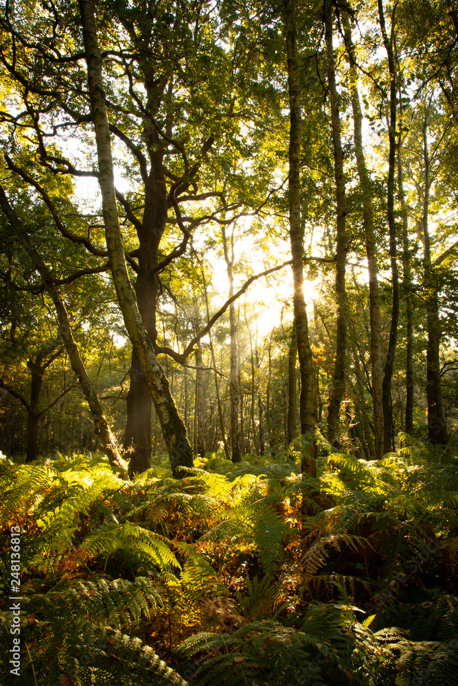 woodland trees in autumn sunlight