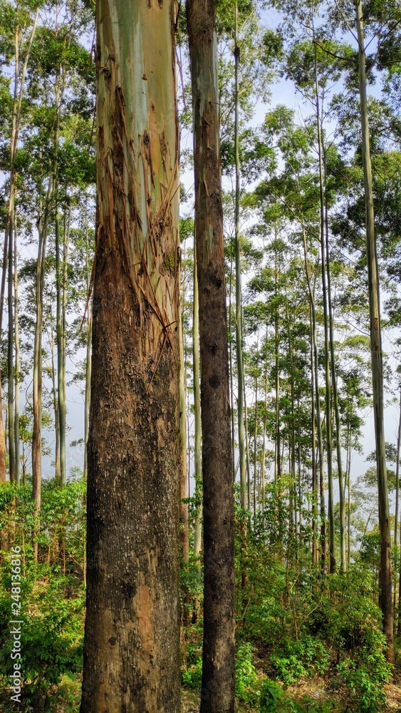 Obraz premium trees in forest