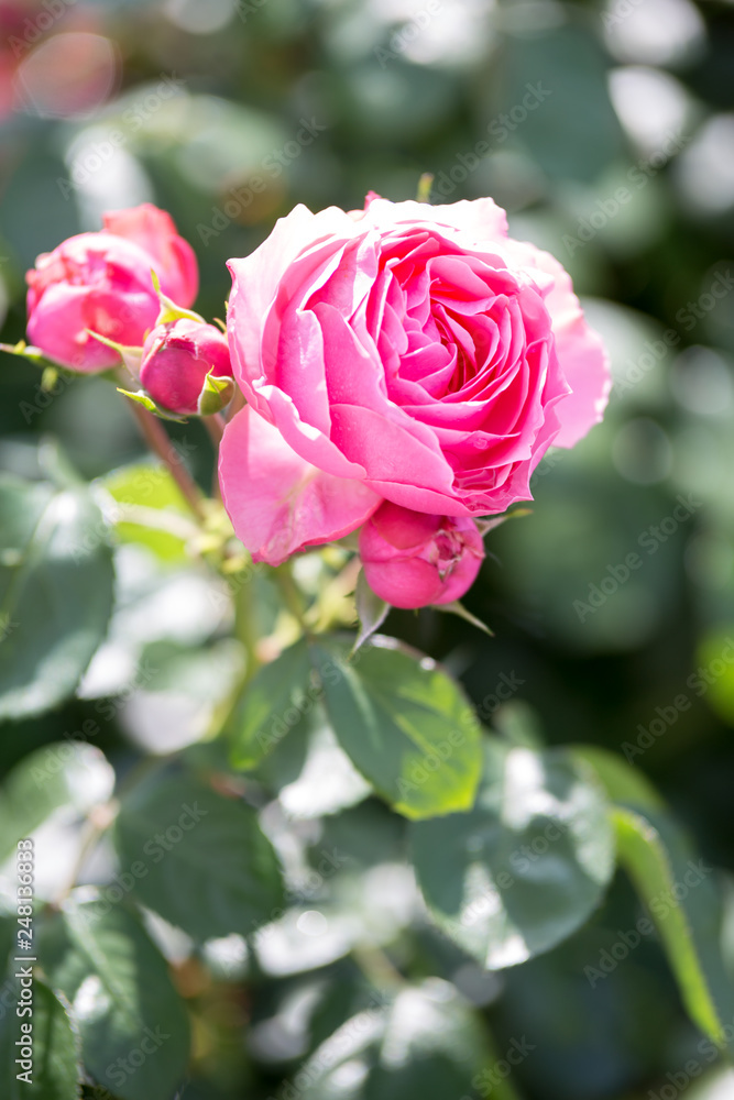 バラの花 バラの花
