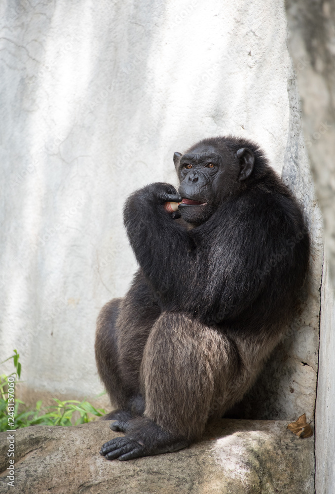 Fototapeta premium Chimp2