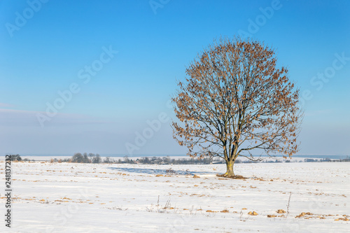 Lonely tree on the snow field.