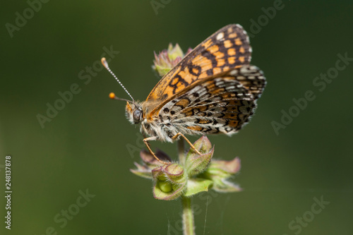  Butterfly in natural environment © Ali Tellioglu