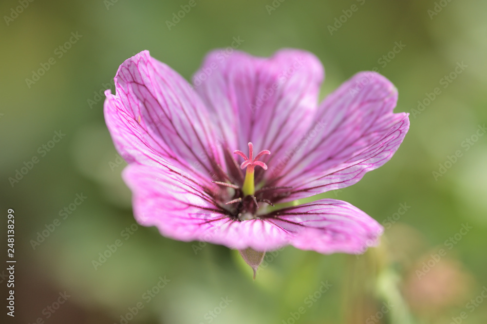 Eine pinke Storchschnabel Blüte Eine pinke Storchschnabel Blüte