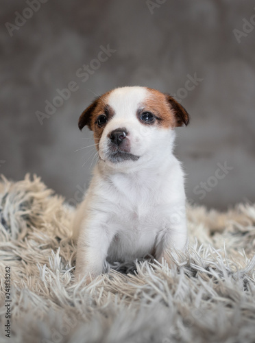 Jack Russell Terrier puppy with spots on the face, sitting on a terry carpet with a white nap on a gray background © AMBERLIGHT