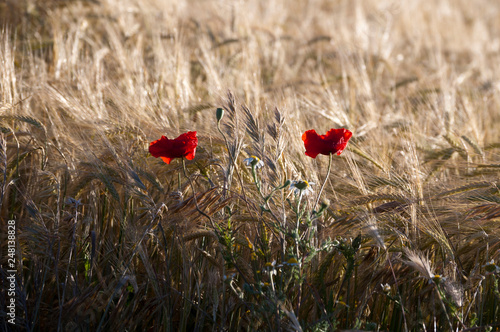 Amapolas en el trigo